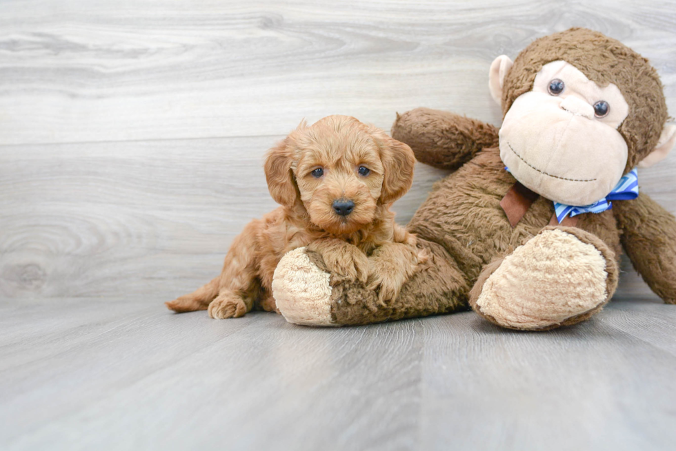 Meet Anabelle - our Mini Goldendoodle Puppy Photo 2/3 - Premier Pups