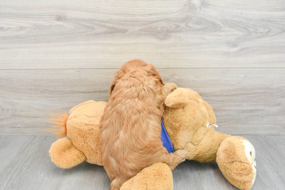 Mini Goldendoodle Pup Being Cute