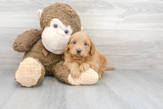 Happy Mini Goldendoodle Baby