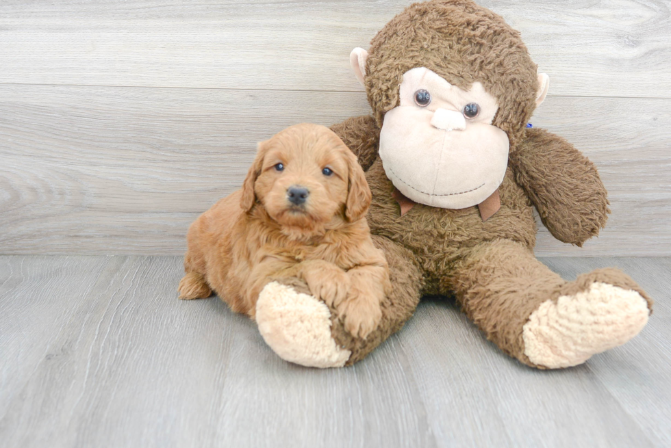 Meet Andrea - our Mini Goldendoodle Puppy Photo 2/3 - Premier Pups