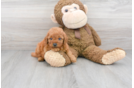 Meet Andrea - our Mini Goldendoodle Puppy Photo 2/3 - Premier Pups