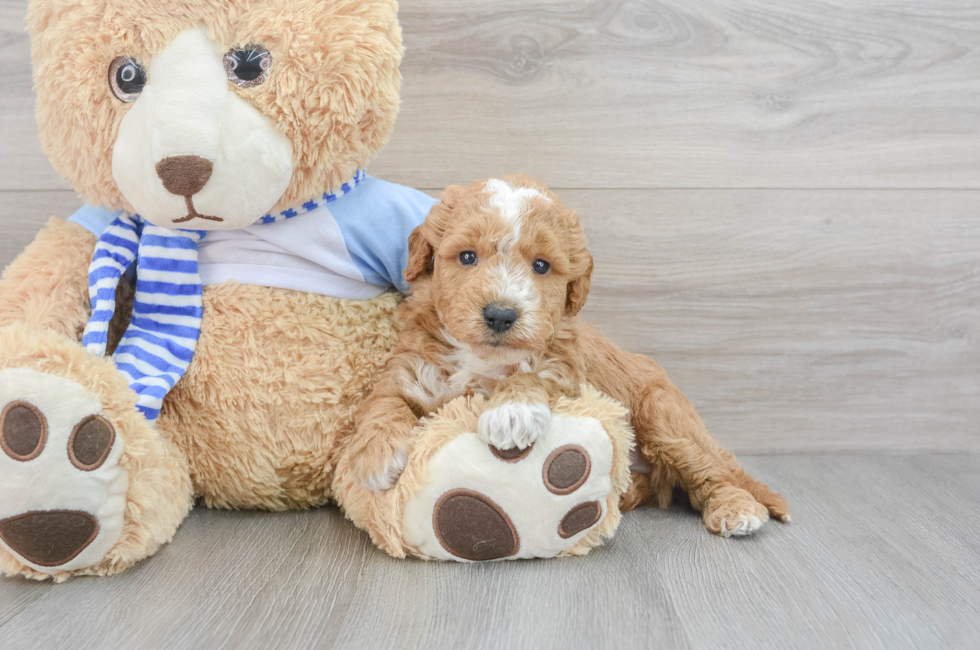 5 week old Mini Goldendoodle Puppy For Sale - Premier Pups