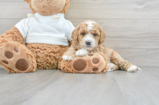 Toy And Mini Labradoodle Puppies For
