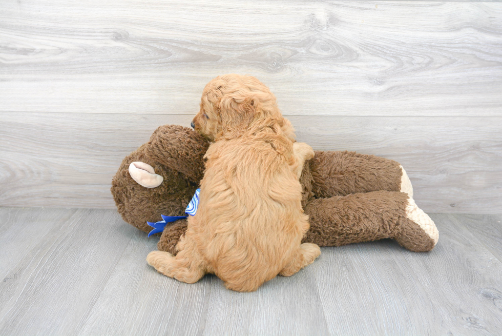 Meet Archer - our Mini Goldendoodle Puppy Photo 3/3 - Premier Pups