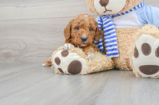 Friendly Mini Goldendoodle Baby