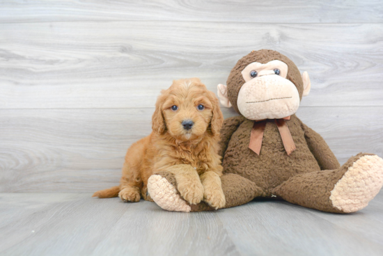 Energetic Golden Retriever Poodle Mix Puppy