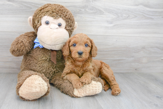 Happy Mini Goldendoodle Baby