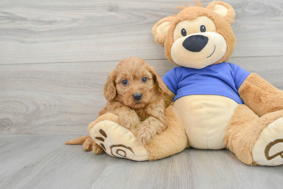Funny Mini Goldendoodle Poodle Mix Pup