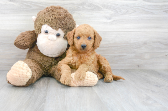 28 week old Mini Goldendoodle Puppy For Sale - Premier Pups