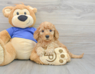 7 week old Mini Goldendoodle Puppy For Sale - Premier Pups