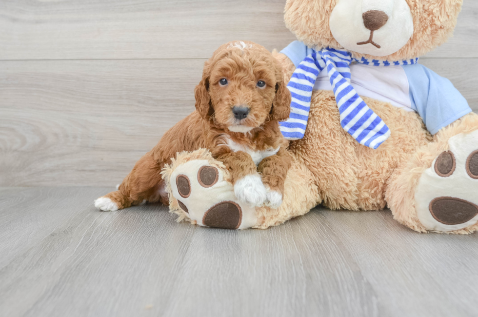 5 week old Mini Goldendoodle Puppy For Sale - Premier Pups