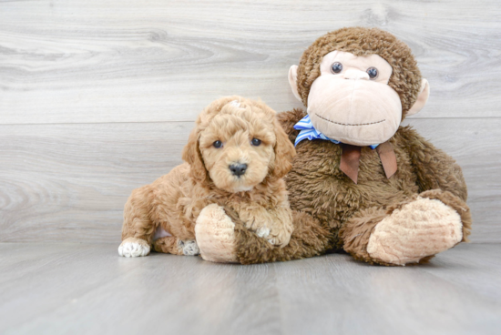 Mini Goldendoodle Pup Being Cute