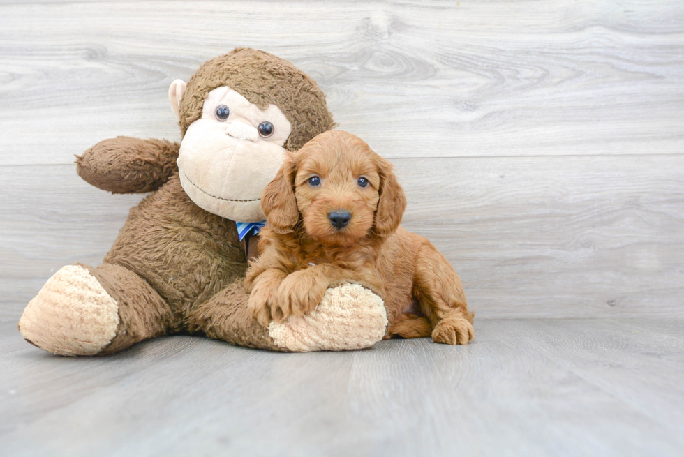 Meet Duff - our Mini Goldendoodle Puppy Photo 1/3 - Premier Pups