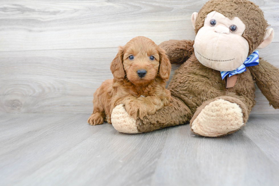 Meet Duff - our Mini Goldendoodle Puppy Photo 2/3 - Premier Pups