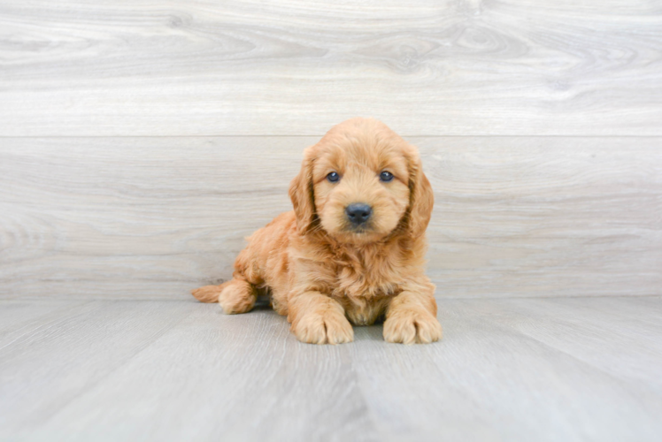 Meet Artie - our Mini Goldendoodle Puppy Photo 1/3 - Premier Pups