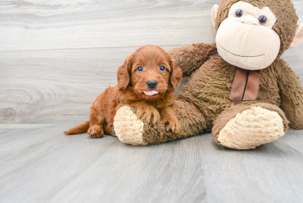 Meet Artie - our Mini Goldendoodle Puppy Photo 2/3 - Premier Pups