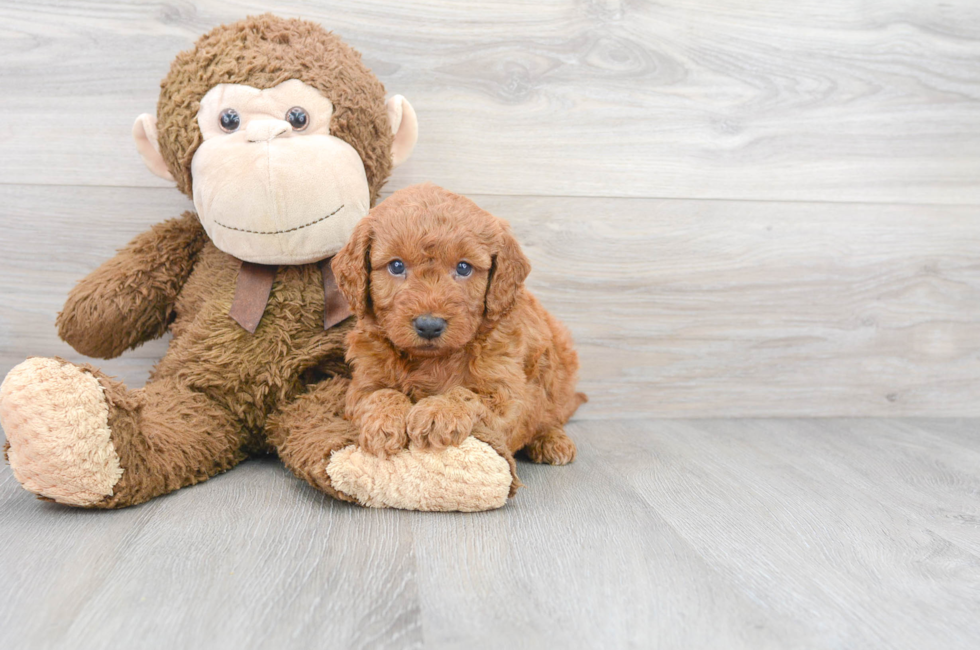 Mini Goldendoodle Puppies for Sale Premier Pups