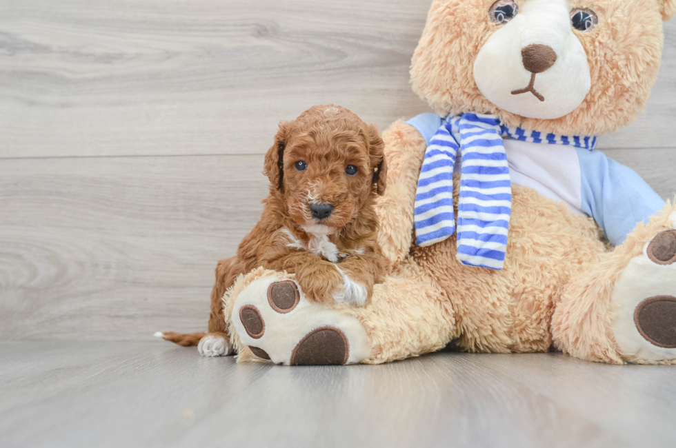 5 week old Mini Goldendoodle Puppy For Sale - Premier Pups