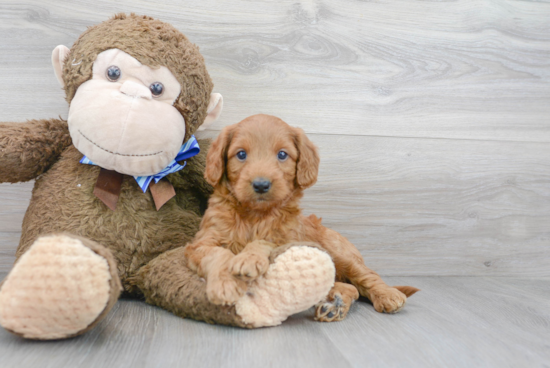 Mini Goldendoodle Pup Being Cute