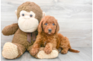 Meet Astrid - our Mini Goldendoodle Puppy Photo 2/3 - Premier Pups