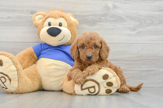 Mini Goldendoodle Pup Being Cute