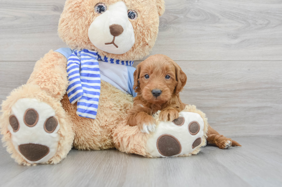 5 week old Mini Goldendoodle Puppy For Sale - Premier Pups