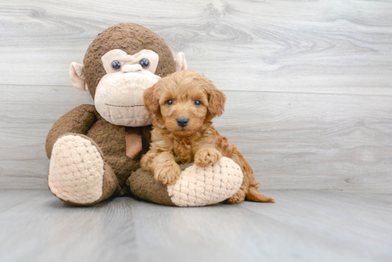 Friendly Mini Goldendoodle Baby