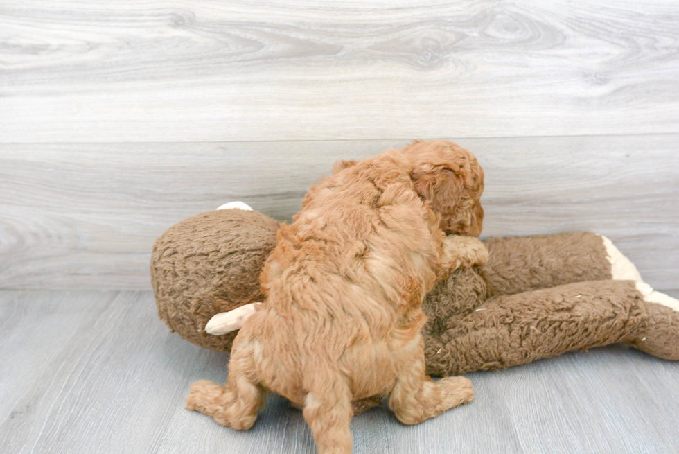Meet Astro - our Mini Goldendoodle Puppy Photo 3/3 - Premier Pups