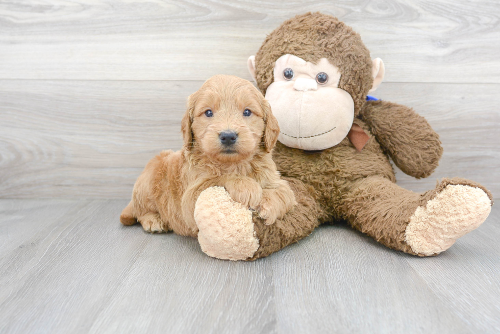 Meet Astro - our Mini Goldendoodle Puppy Photo 1/3 - Premier Pups