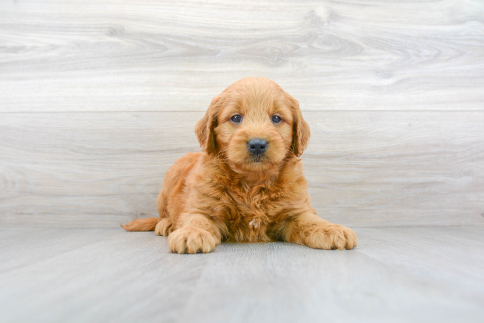 Meet Astro - our Mini Goldendoodle Puppy Photo 2/3 - Premier Pups