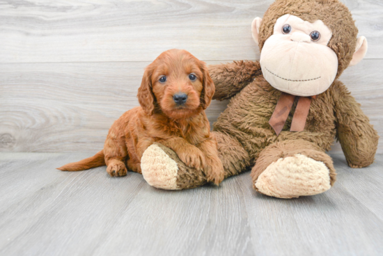 Popular Mini Goldendoodle Poodle Mix Pup