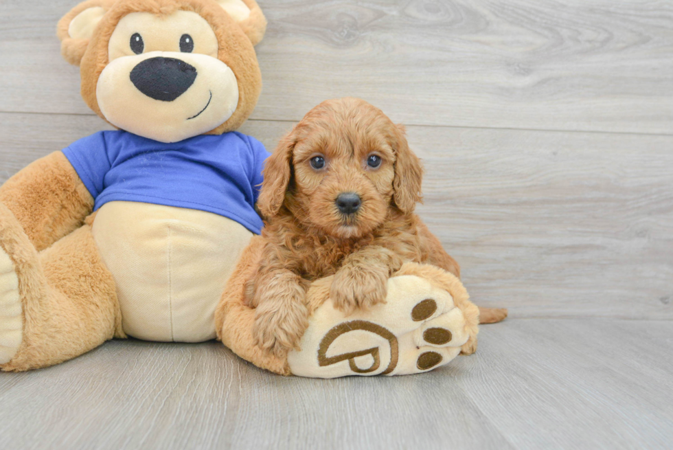 Petite Mini Goldendoodle Poodle Mix Pup