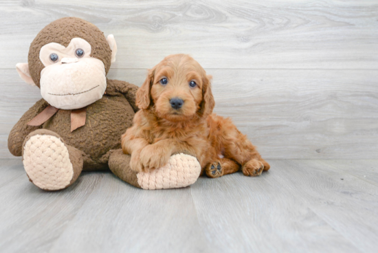 Mini Goldendoodle Puppy for Adoption