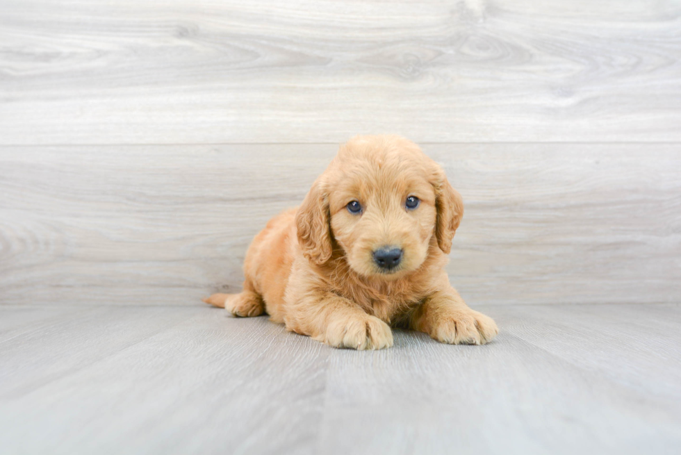 Meet Augustus - our Mini Goldendoodle Puppy Photo 2/3 - Premier Pups