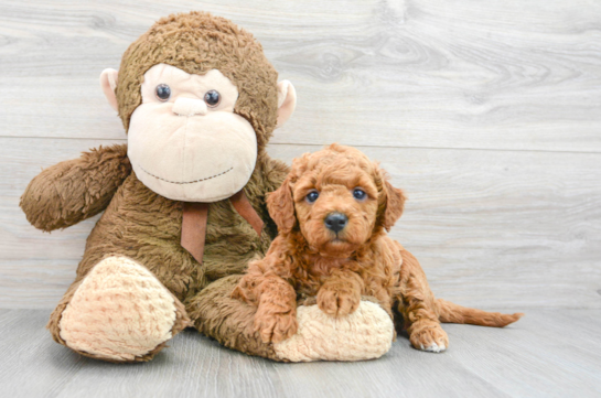 Energetic Golden Retriever Poodle Mix Puppy