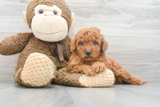 Happy Mini Goldendoodle Baby