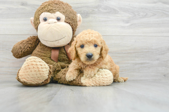 Best Mini Goldendoodle Baby