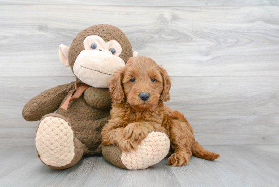 Hypoallergenic Golden Retriever Poodle Mix Puppy