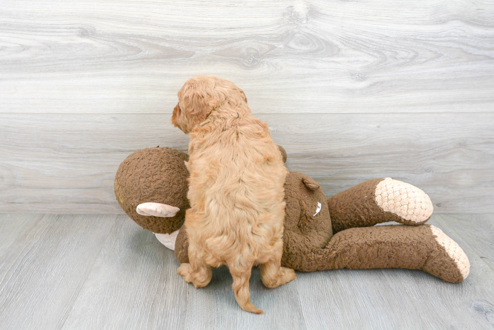 Meet Baron - our Mini Goldendoodle Puppy Photo 3/3 - Premier Pups