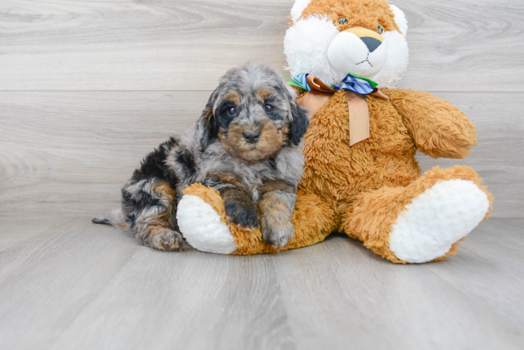 Meet Baron - our Mini Goldendoodle Puppy Photo 1/3 - Premier Pups