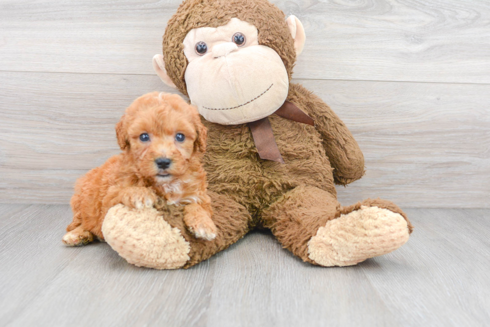 Meet Baron - our Mini Goldendoodle Puppy Photo 2/3 - Premier Pups