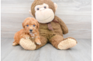 Meet Baron - our Mini Goldendoodle Puppy Photo 2/3 - Premier Pups