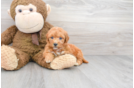 Meet Baron - our Mini Goldendoodle Puppy Photo 1/3 - Premier Pups