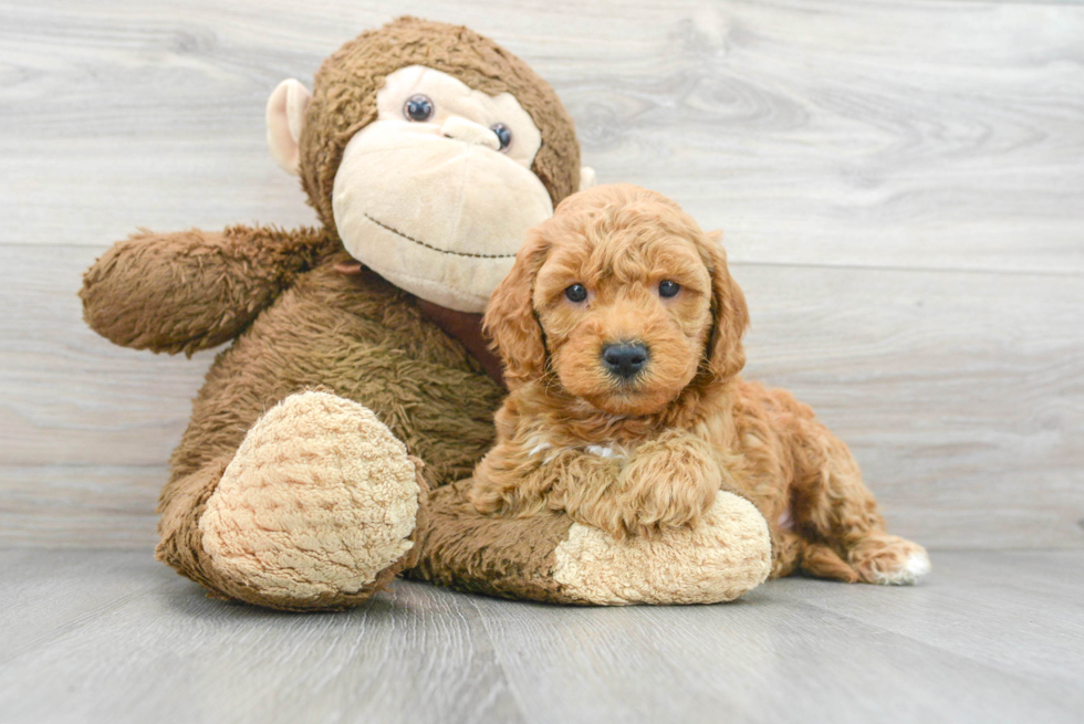 Standard, Toy & Mini: Goldendoodle Difference - Premier Pups