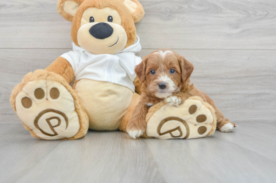 Standard, Toy & Mini: Goldendoodle Difference - Premier Pups - Premier Pups