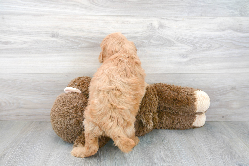 Meet Barrett - our Mini Goldendoodle Puppy Photo 3/3 - Premier Pups