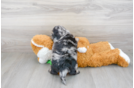 Meet Barrett - our Mini Goldendoodle Puppy Photo 3/3 - Premier Pups