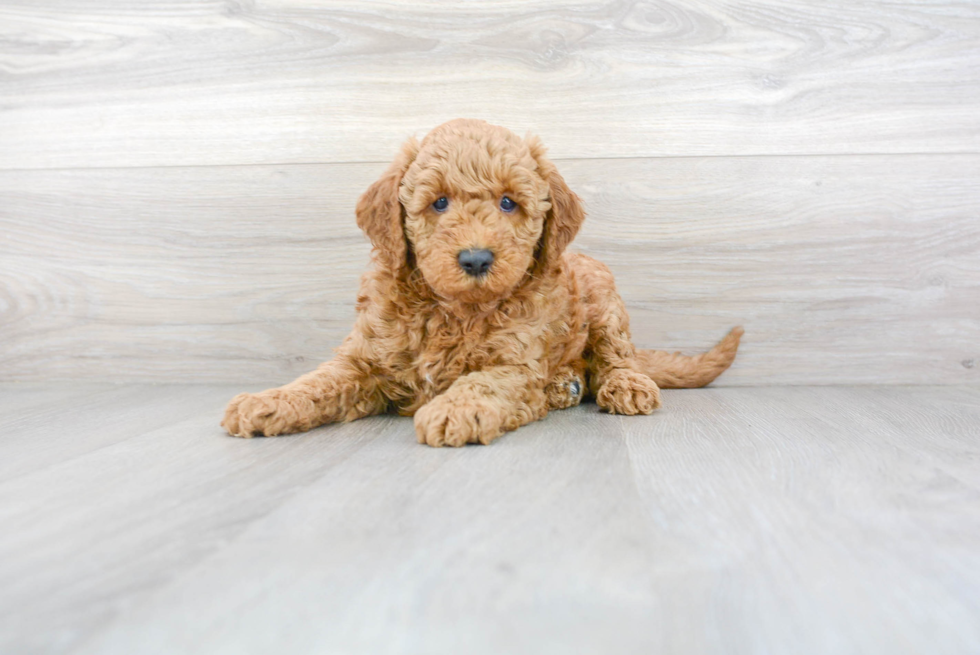 Meet Barrett - our Mini Goldendoodle Puppy Photo 2/3 - Premier Pups