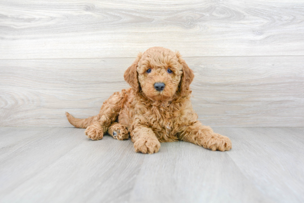Meet Barrett - our Mini Goldendoodle Puppy Photo 1/3 - Premier Pups