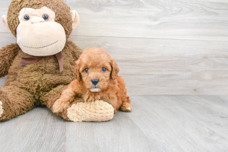 Meet Barrett - our Mini Goldendoodle Puppy Photo 2/3 - Premier Pups